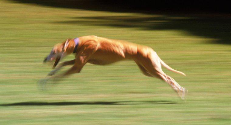 Qual è il cane più veloce?