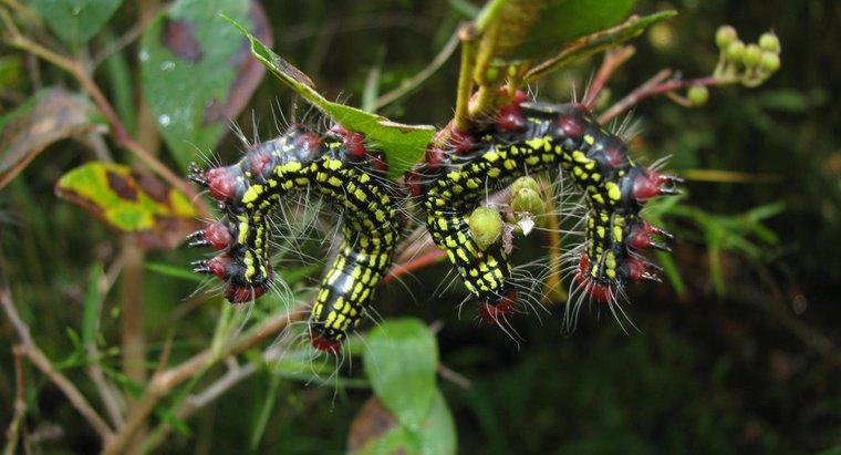 Che cosa è un azalea Caterpillar?
