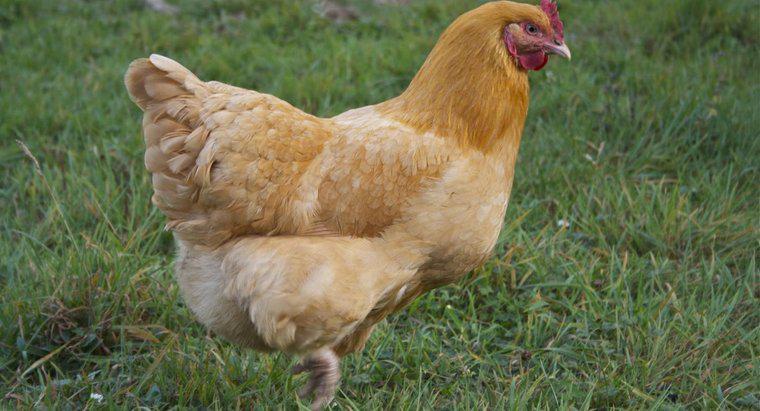 Quanto velocemente può funzionare un pollo?