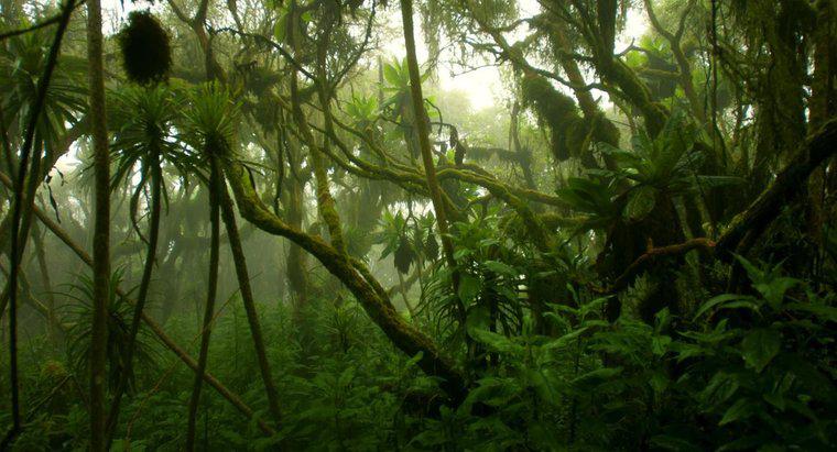 Come è il clima della foresta pluviale del Congo?