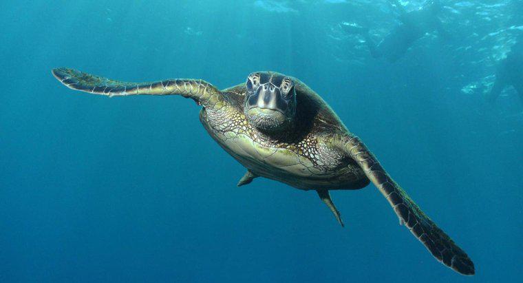 Cosa mangiano le tartarughe marine?