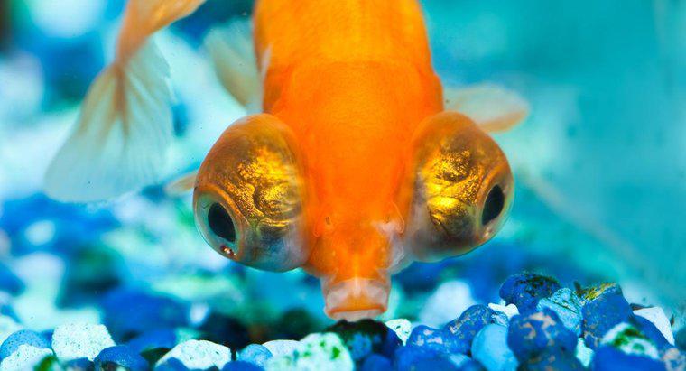 Cosa sono i pesci rossi con gli occhi grandi?