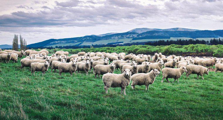 Come si chiama un gruppo di pecore?