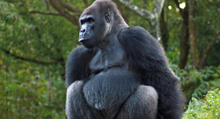 Come si proteggono i gorilla?