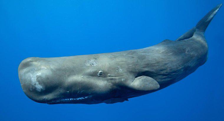 Cosa mangiano le balene Baleen?