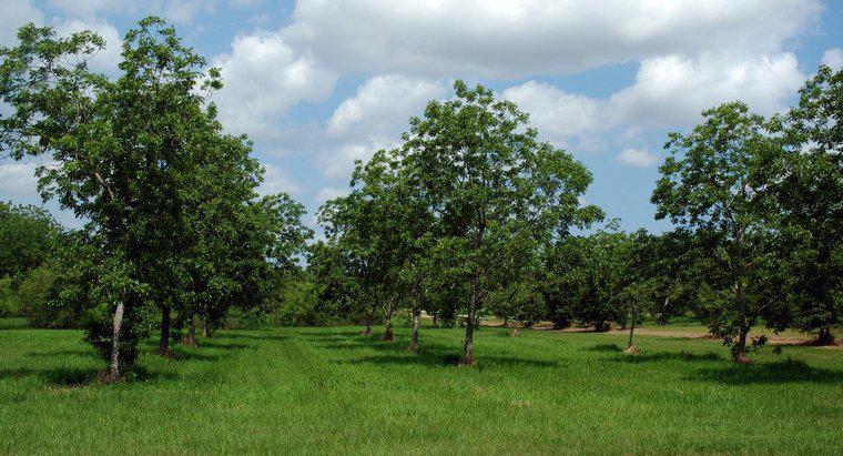 Quali sono alcuni buoni fertilizzanti per alberi di noci pecan?