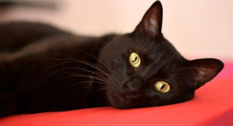 Perché le persone sono sospettose nei confronti dei gatti neri?