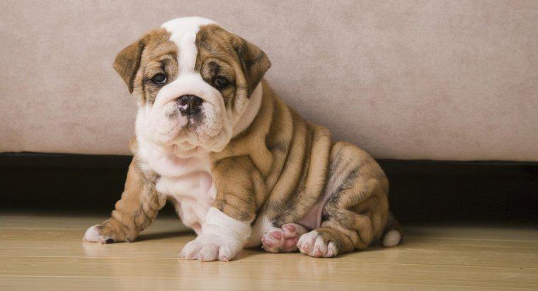Dove puoi trovare mini cuccioli Bulldog in vendita?