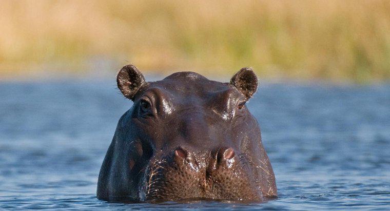 Fa un sudore Hippo?