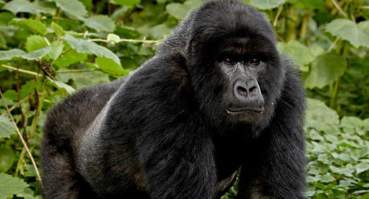 Quali sono alcuni fatti di gorilla di montagna?