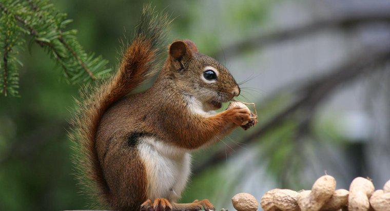 Qual è l'anatomia di uno scoiattolo?