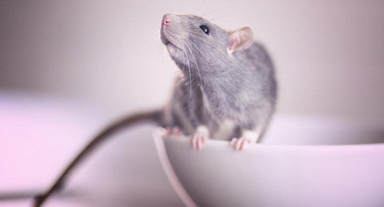 Qual è il miglior veleno per topi?