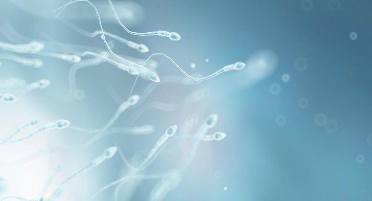 Come si adatta la cellula spermatica alla sua funzione?