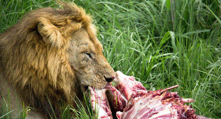 Quanto mangiano i Lions?