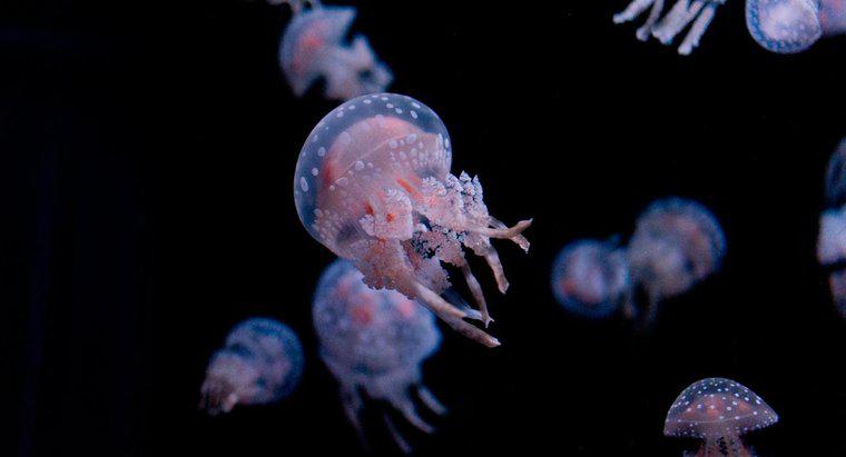 Quali sono le parti del corpo di una medusa?