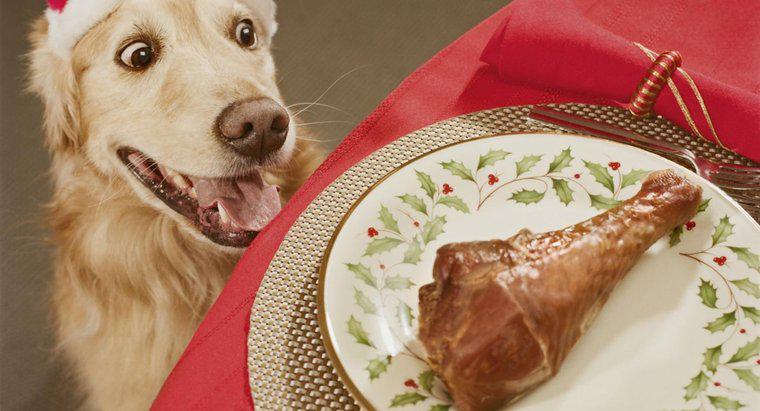Can Dogs Eat Chicken Bones?