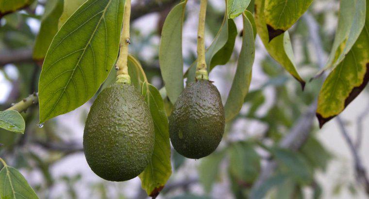 Quando è il momento giusto per piantare alberi di avocado?