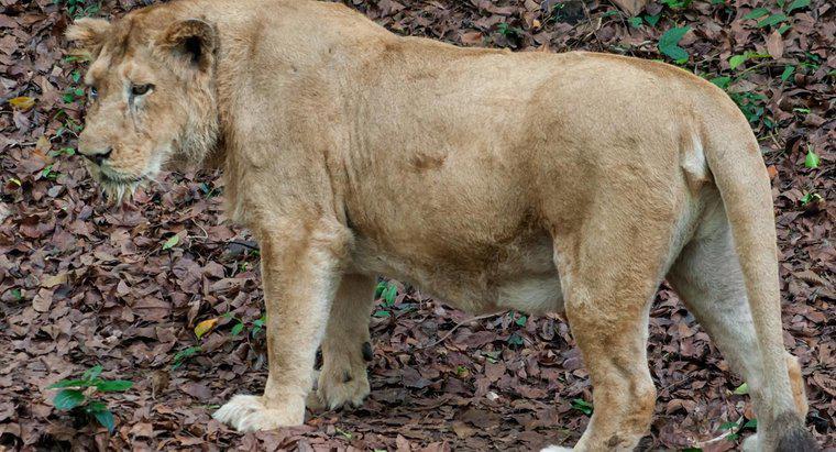 I Lions vivono nella foresta pluviale?
