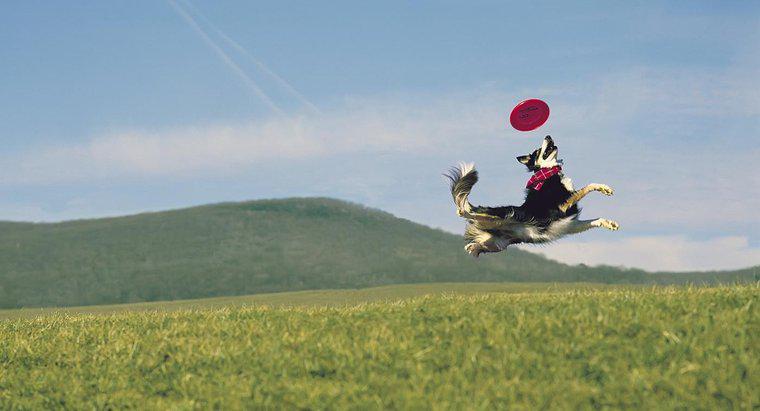Quali sono le migliori razze di cani per la cattura di frisbee?