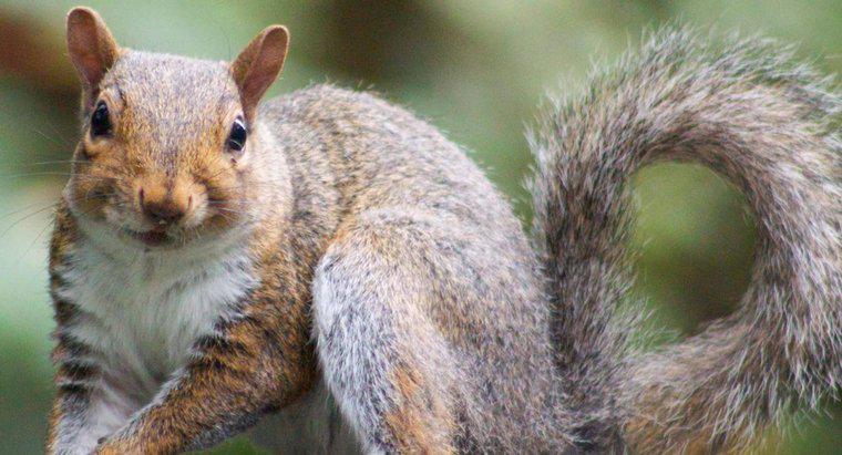 Quali sono alcuni adattamenti degli scoiattoli?