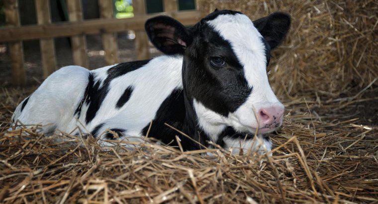 Dove puoi trovare vitelli appena nati in vendita?
