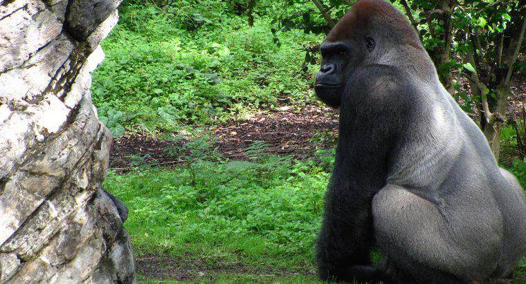 Cosa mangiano i gorilla di Silverback?
