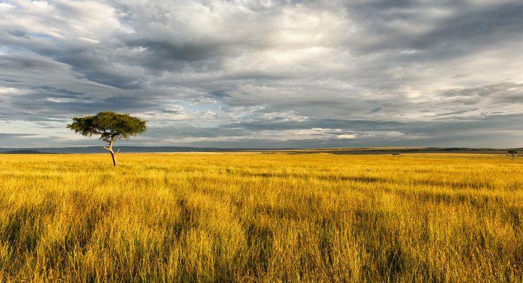 Quali sono le risorse naturali della savana africana?