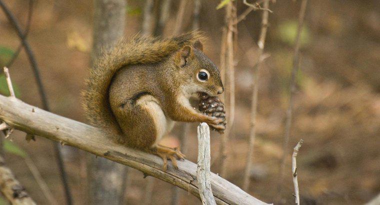 Gli scoiattoli mangiano coni di pino?