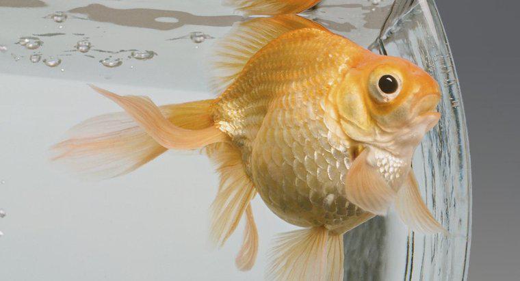 Quali pesci sono compatibili con il pesce rosso?