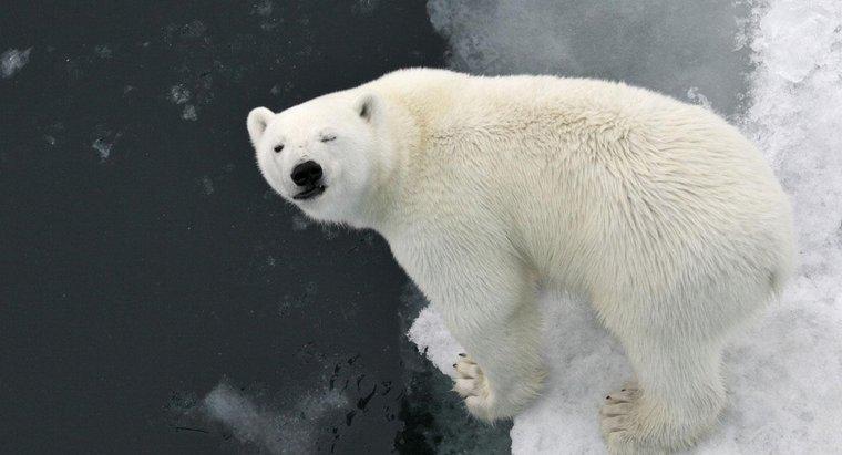 Perché gli orsi polari hanno la pelliccia bianca?