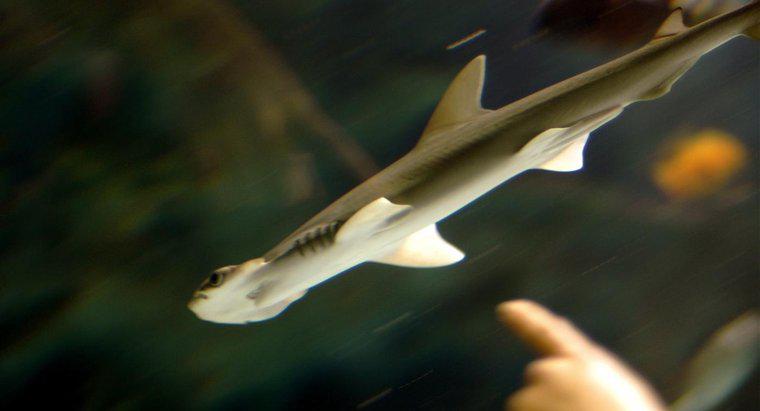 Quando sono nati gli squali martello Baby?
