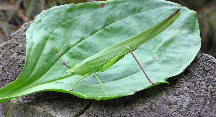 Cosa mangiano gli insetti delle foglie?