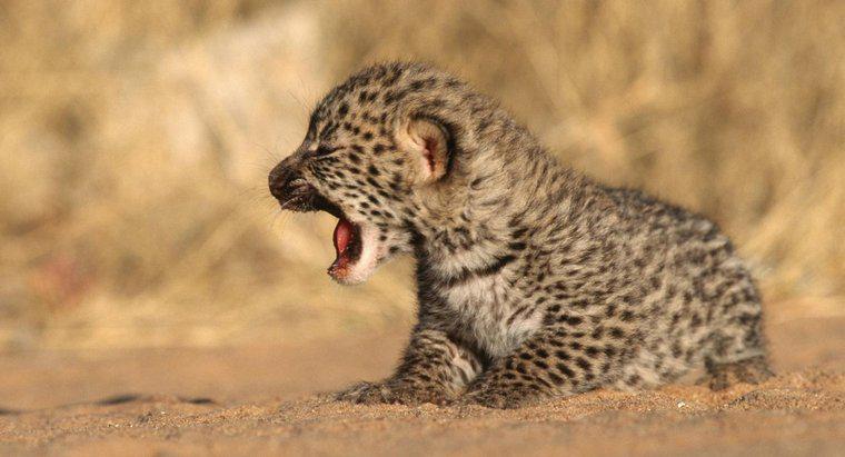 Cos'è chiamato un leopardo?