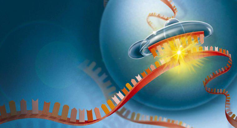 Perché l'RNA è importante per la cellula?