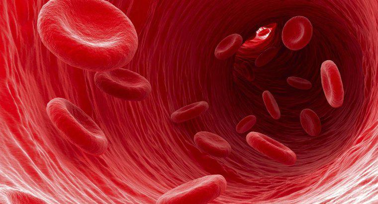 Quale tipo di cellule del sangue trasporta rifiuti dalle cellule?
