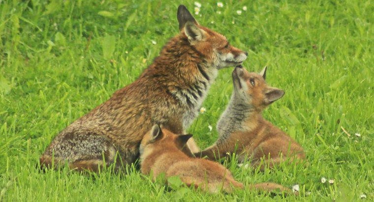 Il padre o la madre si prendono cura di una volpe appena nata?