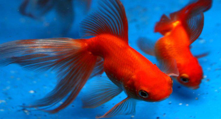 Quanto tempo vive il pesce rosso?