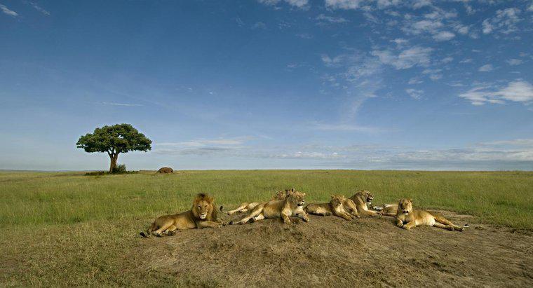 I Lions dominano davvero la fauna selvatica africana?