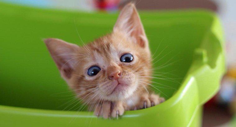 Quali sono alcuni rimedi domestici per la diarrea dei gattini?