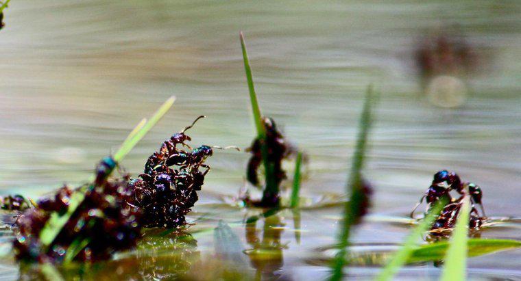 Le formiche annegano nell'acqua?