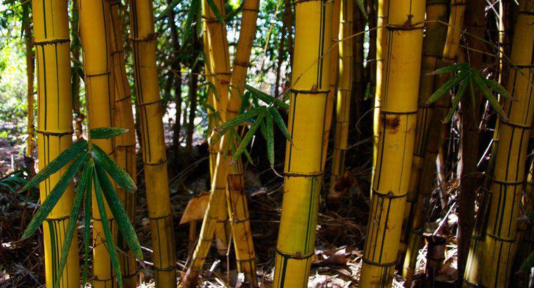 Perché i gambi di bambù diventano gialli?