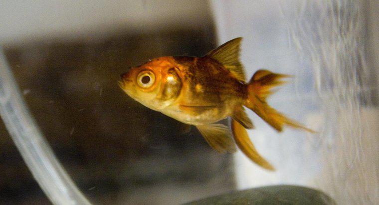 A che età i pesci rossi cambiano colore dal nero all'oro?