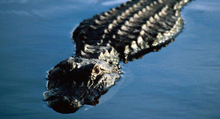 In che modo gli alligatori respirano sott'acqua?