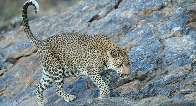 Qual è la velocità massima di un leopardo?
