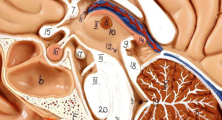 Quali sono alcuni fatti riguardo la ghiandola pituitaria?