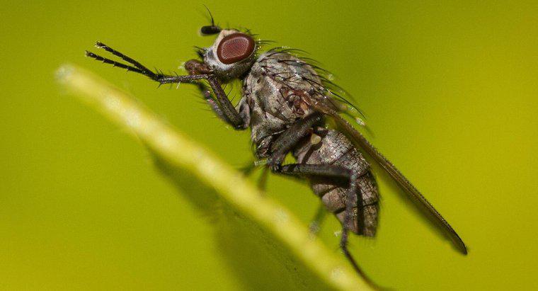 Quanto tempo vivono le mosche domestiche?