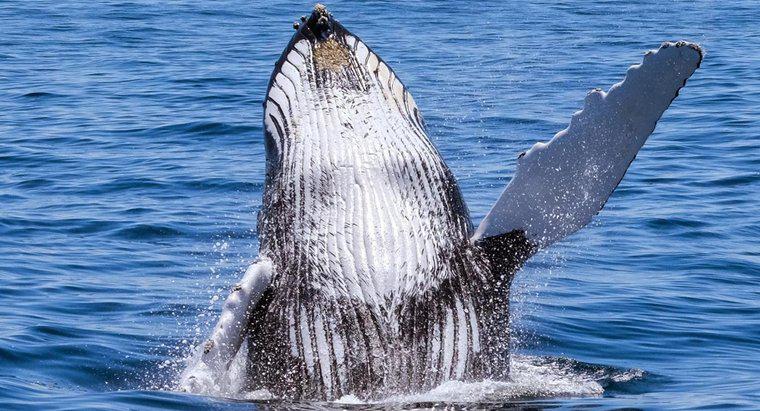 Quante balene sono rimaste nel mondo?