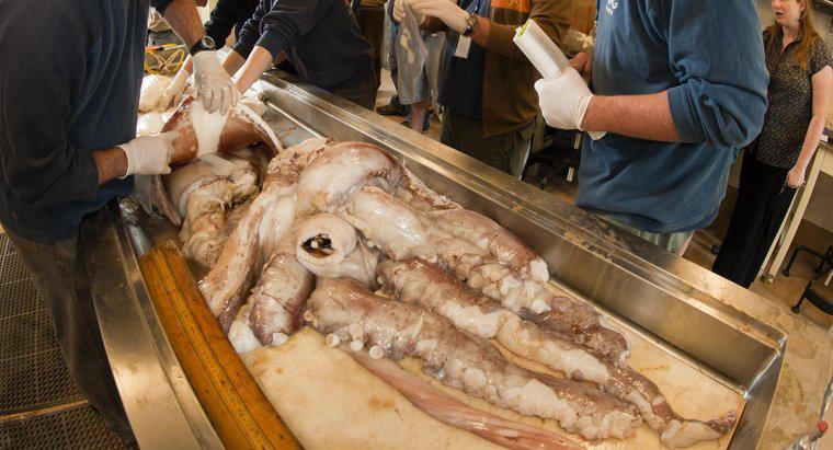 Qual è la durata di un calamaro gigante?