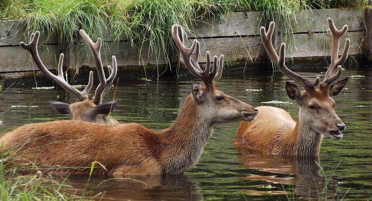 Deer nuota?