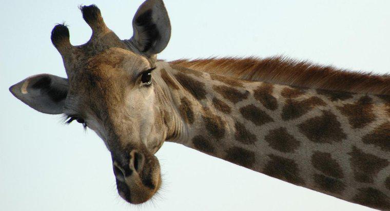 Perché le giraffe hanno le corna?